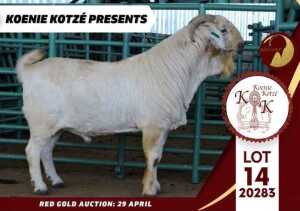 1X STUD SAVANNA BUCK KOENIE KOTZE SAVANNAS