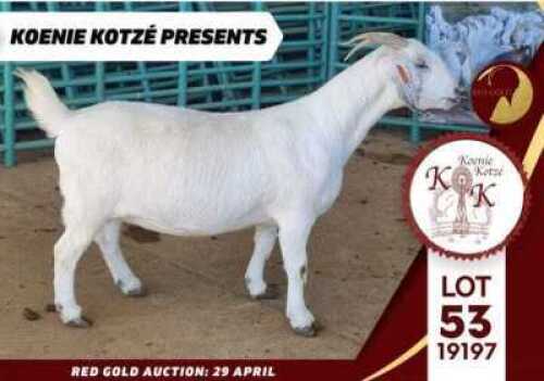 1X STUD SAVANNA DOE KOENIE KOTZE SAVANNAS