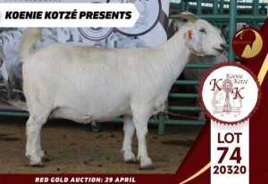 1X FLOCK SAVANNA DOE KOENIE KOTZE SAVANNAS