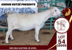 1X FLOCK SAVANNA DOE KOENIE KOTZE SAVANNAS