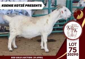 1X STUD SAVANNA DOE KOENIE KOTZE SAVANNAS