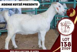 1X STUD SAVANNA DOE KOENIE KOTZE SAVANNAS