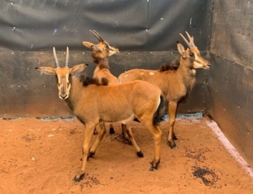  3 x Sable Heifers (Pay per Piece to take the lot)