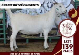 1X STUD SAVANNA DOE KOENIE KOTZE SAVANNAS