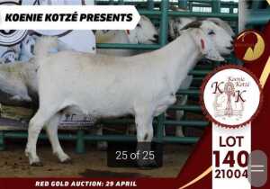 1X STUD SAVANNA DOE KOENIE KOTZE SAVANNAS