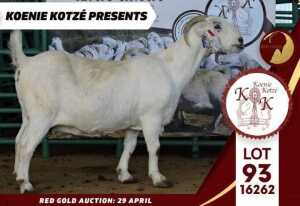 1X STUD SAVANNA DOE KOENIE KOTZE SAVANNAS