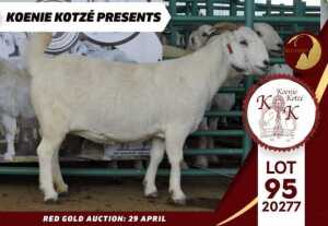 1X STUD SAVANNA DOE KOENIE KOTZE SAVANNAS