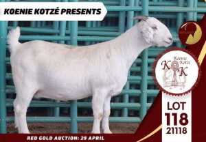 1X STUD SAVANNA DOE KOENIE KOTZE SAVANNAS