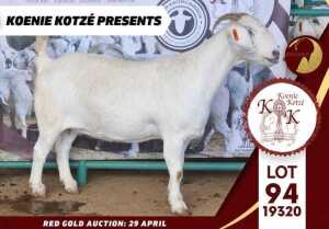 1X STUD SAVANNA DOE KOENIE KOTZE SAVANNAS