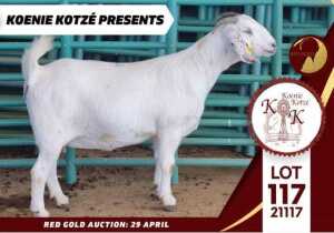 1X STUD SAVANNA DOE KOENIE KOTZE SAVANNAS