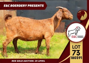 1X FLOCK KALAHARI RED DOE E & C BOERDERY