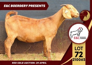 1X FLOCK KALAHARI RED DOE E & C BOERDERY