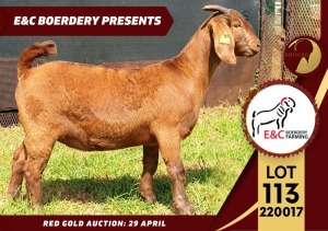 1X PS KALAHARI RED DOE E & C BOERDERY