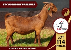 1X FLOCK KALAHARI RED DOE E & C BOERDERY