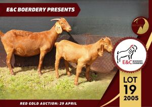 1X FLOCK KALAHARI RED DOE E & C BOERDERY