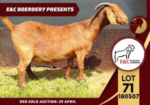 1X FLOCK KALAHARI RED DOE E & C BOERDERY