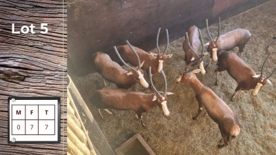 7X BLESBOK F:7 (Per Piece to take the lot/Per stuk om lot te neem)