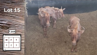 3X GOUE WILDEBEES F:2 Y: 1 (Per Piece to take the lot/Per stuk om lot te neem)