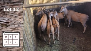 5X ELAND M:2 F:3 (Per Piece to take the lot/Per stuk om lot te neem)