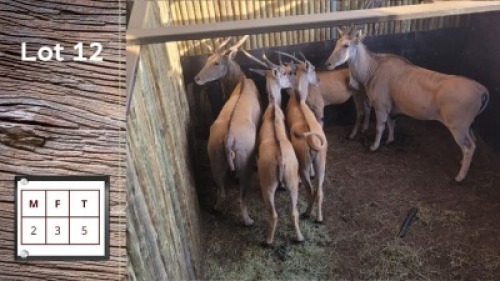 5X ELAND M:2 F:3 (Per Piece to take the lot/Per stuk om lot te neem)