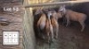 5X ELAND M:2 F:3 (Per Piece to take the lot/Per stuk om lot te neem)
