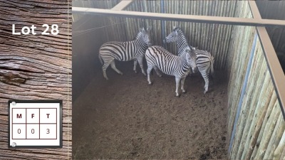 3X ZEBRA (Per Piece to take the lot/Per stuk om lot te neem)