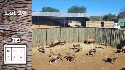 14X BLESBOK F:9 Y: 5 (Per Piece to take the lot/Per stuk om lot te neem)