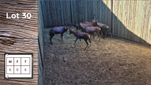 6X BLESBOK M:6 (Per Piece to take the lot/Per stuk om lot te neem)