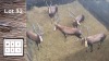 5X BLESBOK M:5 (Per Piece to take the lot/Per stuk om lot te neem)