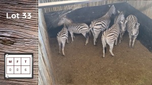 6X ZEBRA (Per Piece to take the lot/Per stuk om lot te neem)