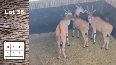 3X ELAND M:3 (Per Piece to take the lot/Per stuk om lot te neem)