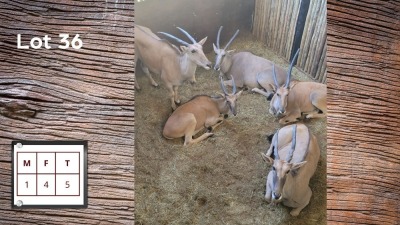 5X ELAND M:1 F:4 (Per Piece to take the lot/Per stuk om lot te neem)