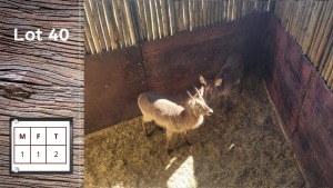 2X WATERBOK M:1 F:1 (Per Piece to take the lot/Per stuk om lot te neem)