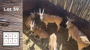 5X ELAND M:2 F:3 (Per Piece to take the lot/Per stuk om lot te neem)