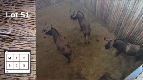 3X SWARTWILDEBEES M:3 F: (Per Piece to take the lot/Per stuk om lot te neem)