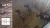 3X SWARTWILDEBEES M:3 F: (Per Piece to take the lot/Per stuk om lot te neem)