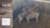 5X ZEBRA (Per Piece to take the lot/Per stuk om lot te neem)