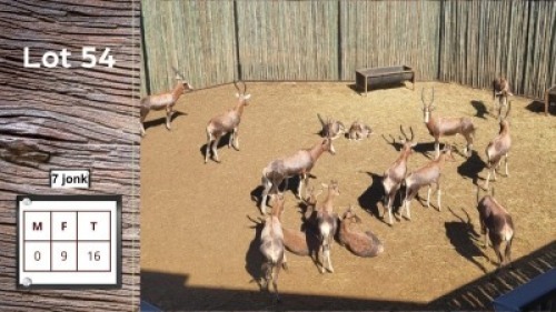 16X BLESBOK F:9 Y: 7 (Per Piece to take the lot/Per stuk om lot te neem)