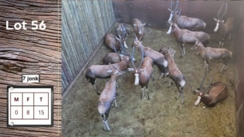 13X BLESBOK F:7 Y: 6 (Per Piece to take the lot/Per stuk om lot te neem)