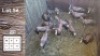 13X BLESBOK F:7 Y: 6 (Per Piece to take the lot/Per stuk om lot te neem)