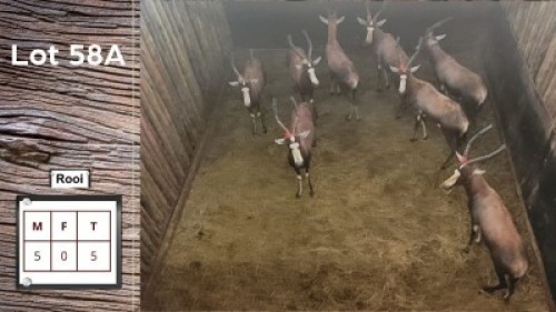 5X BLESBOK (Rooi) M:5 (Per Piece to take the lot/Per stuk om lot te neem)