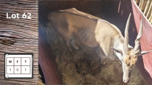 1X ELAND M:1