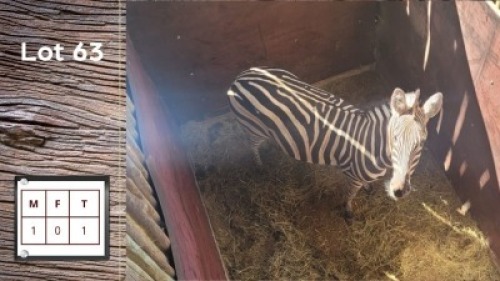1X ZEBRA M:1