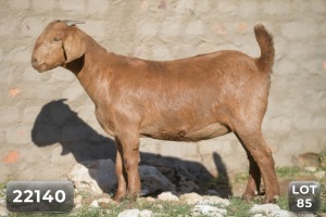 1X FLOCK KALAHARI RED DOE DIAMANTVELD KALAHARI REDS