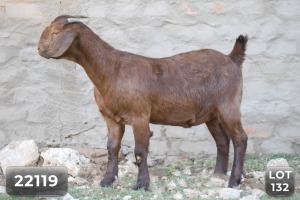 1X FLOCK KALAHARI RED DOE DIAMANTVELD KALAHARI REDS