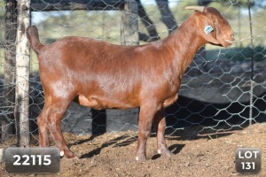 1X FLOCK KALAHARI RED DOE DIAMANTVELD KALAHARI REDS