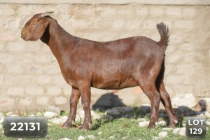 1X FLOCK KALAHARI RED DOE DIAMANTVELD KALAHARI REDS