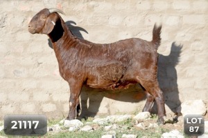 1X STUD KALAHARI RED DOE DIAMANTVELD KALAHARI REDS