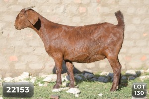 1X FLOCK KALAHARI RED DOE DIAMANTVELD KALAHARI REDS