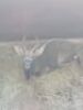 1X NJALA M:1